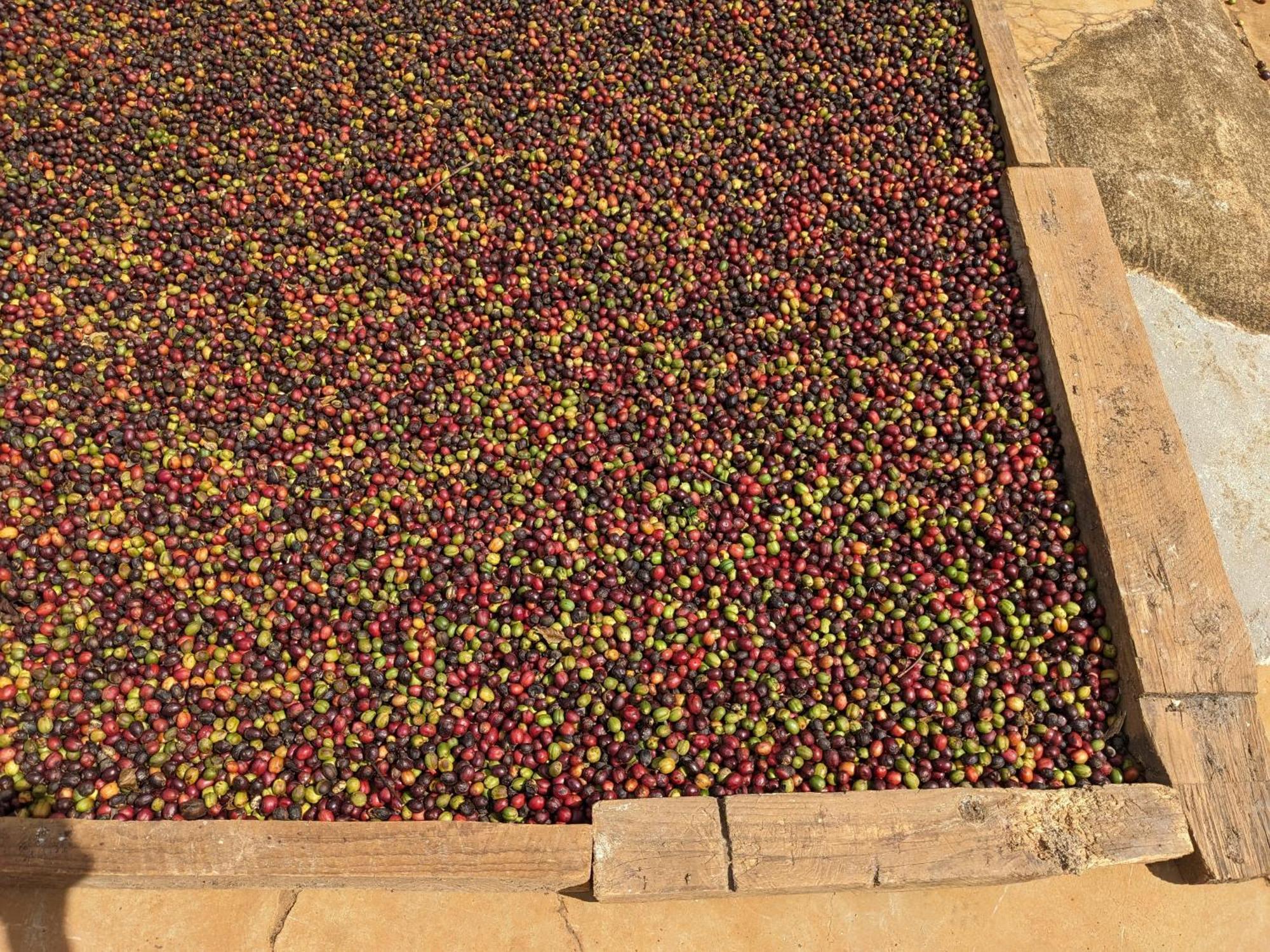 Appartement Ivy Coffee Farm - Garden House à Duc Trong Extérieur photo