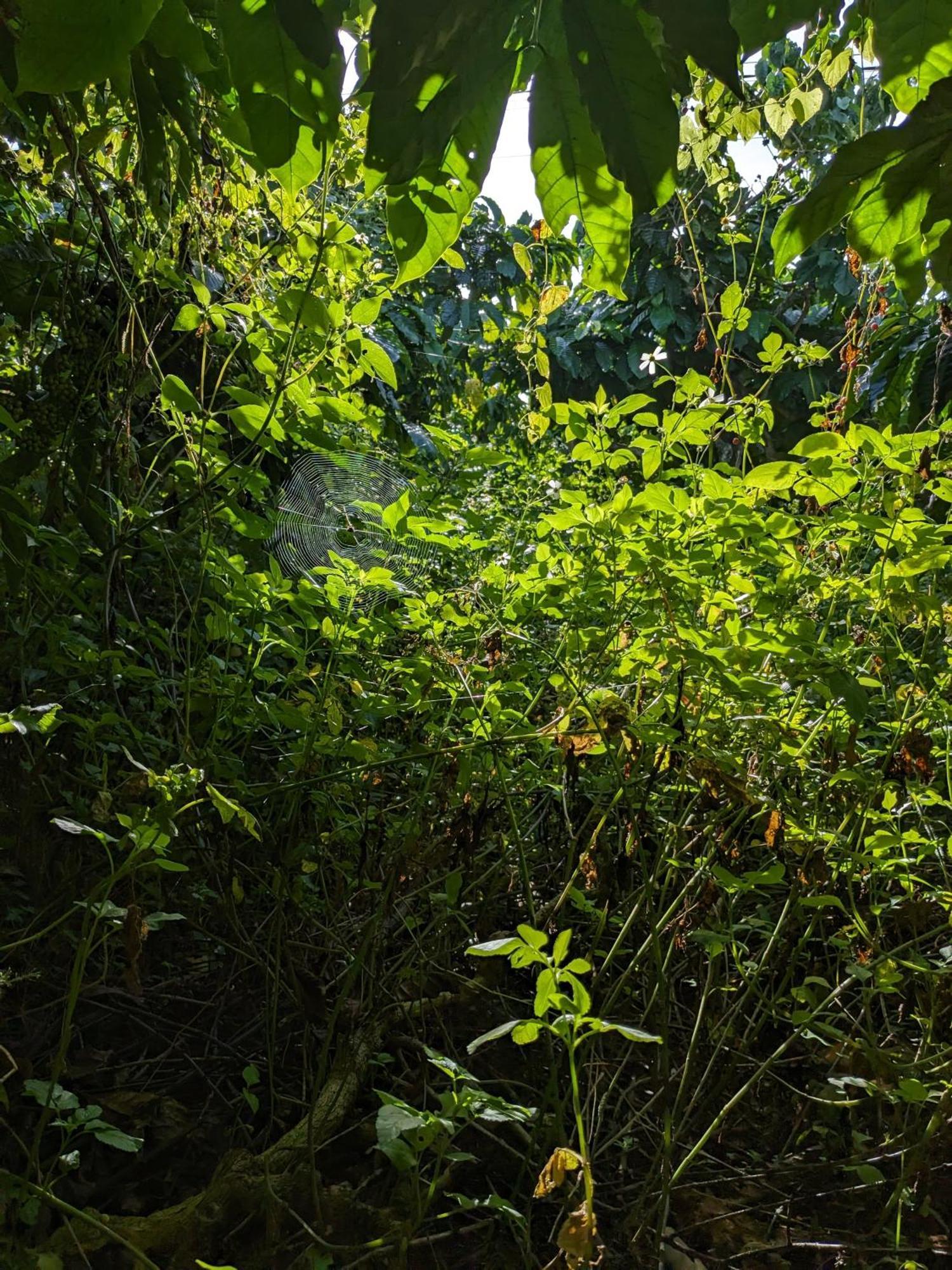 Appartement Ivy Coffee Farm - Garden House à Duc Trong Extérieur photo