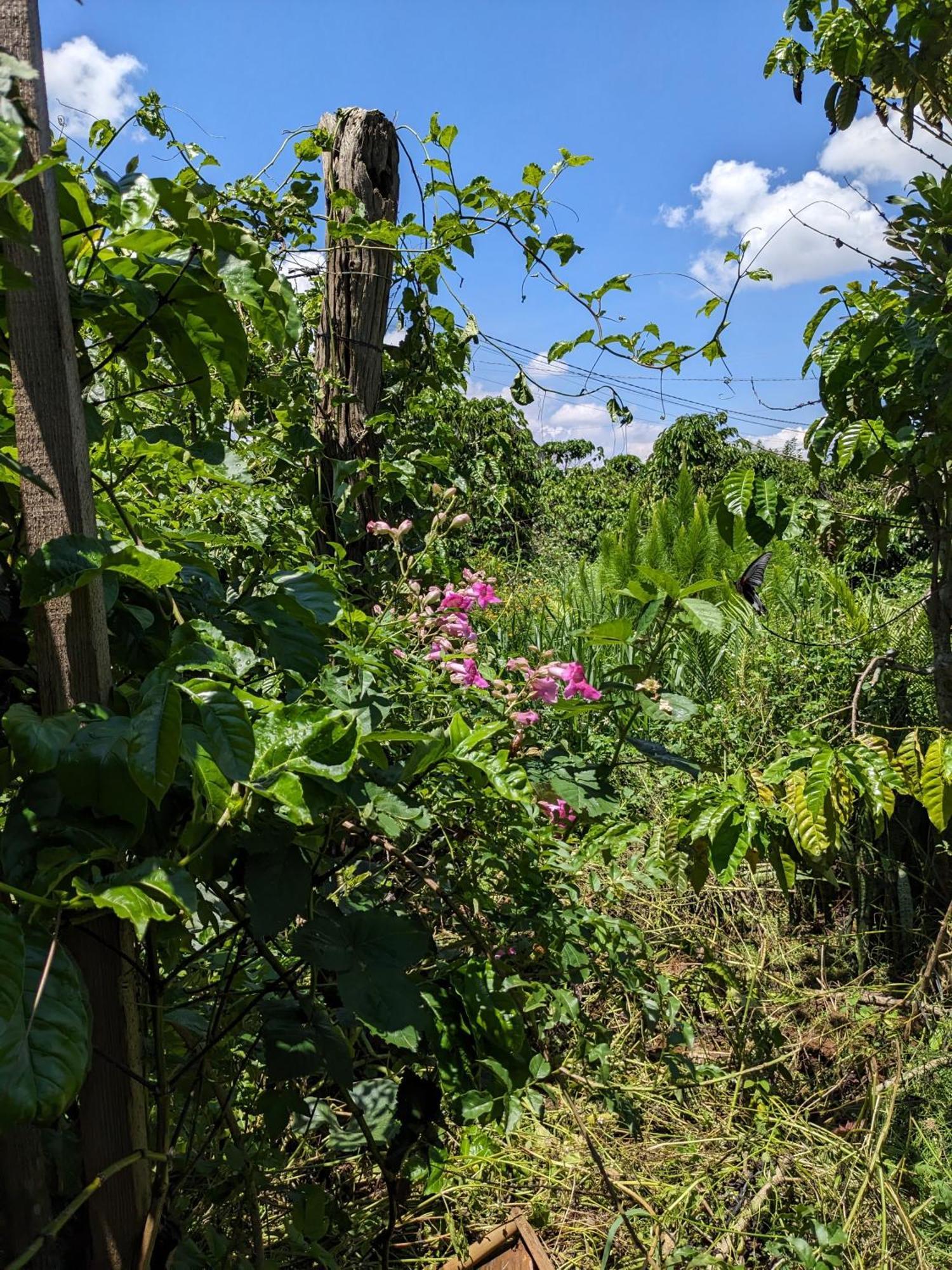 Appartement Ivy Coffee Farm - Garden House à Duc Trong Extérieur photo