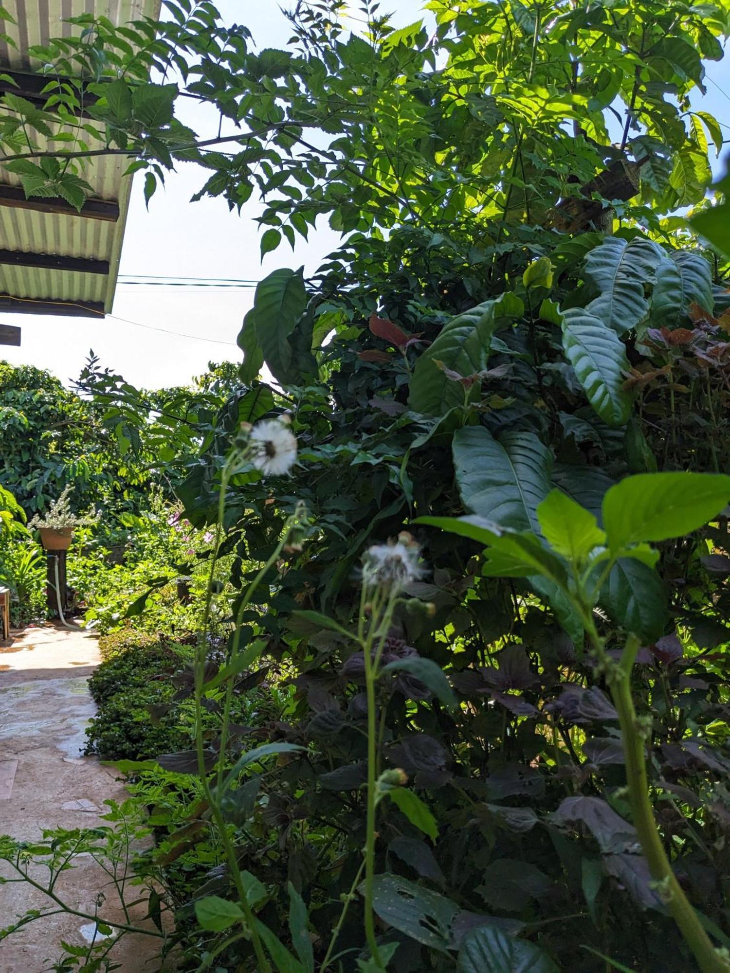 Appartement Ivy Coffee Farm - Garden House à Duc Trong Extérieur photo