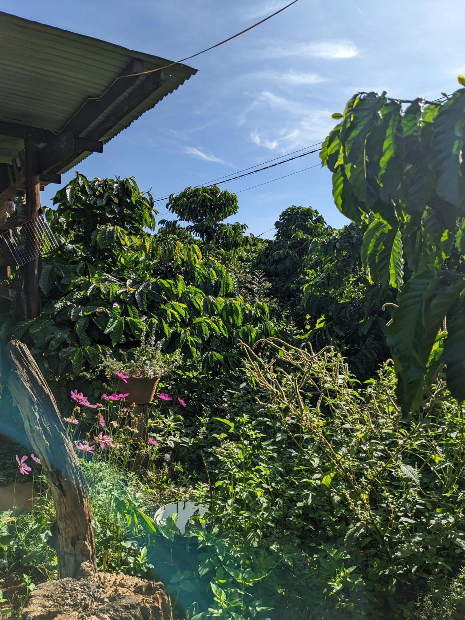 Appartement Ivy Coffee Farm - Garden House à Duc Trong Extérieur photo